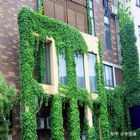 爬藤植物风水|李理谦：阳宅家居风水之墙生花草，家风不牢，爬藤缠屋，情海生波